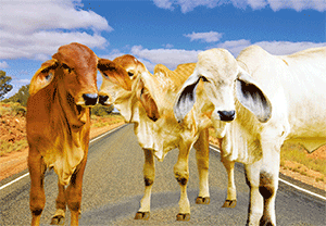 3D Postcard Aussie Themes Australian Animals Souvenir Group 1 - fair-dinkum-gifts