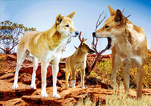 3D Postcard Aussie Themes Australian Animals Souvenir Group 1 - fair-dinkum-gifts