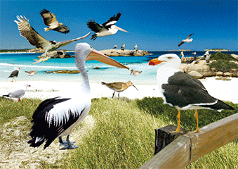 3D Postcard Aussie Themes Australian Animals Souvenir Group 1 - fair-dinkum-gifts