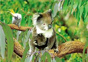 3D Postcard Aussie Themes Australian Animals Souvenir Group 3 - fair-dinkum-gifts