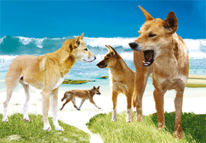 3D Postcard Aussie Themes Australian Animals Souvenir Group 1 - fair-dinkum-gifts