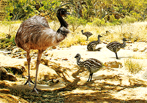 3D Postcard Aussie Themes Australian Animals Souvenir Group 1 - fair-dinkum-gifts