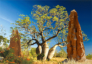 3D Postcard Aussie Themes Australian Animals Souvenir Group 1 - fair-dinkum-gifts