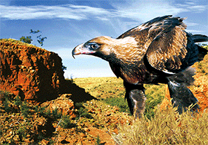 3D Postcard Aussie Themes Australian Animals Souvenir Group 1 - fair-dinkum-gifts