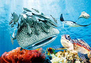 3D Postcard Aussie Themes Australian Animals Souvenir Group 1 - fair-dinkum-gifts