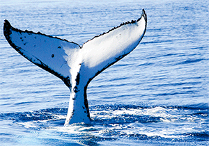 3D Postcard Aussie Themes Australian Animals Souvenir Group 3 - fair-dinkum-gifts