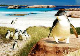 3D Postcard Aussie Themes Australian Animals Souvenir Group 1 - fair-dinkum-gifts