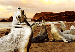 3D Postcard Aussie Themes Australian Animals Souvenir Group 2 - fair-dinkum-gifts