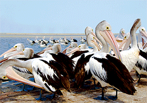 3D Postcard Aussie Themes Australian Animals Souvenir Group 3 - fair-dinkum-gifts