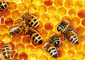 3D Postcard Aussie Themes Australian Animals Souvenir Group 2 - fair-dinkum-gifts