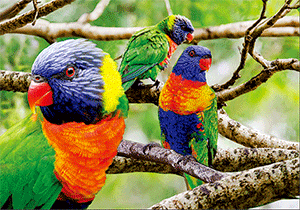 3D Postcard Aussie Themes Australian Animals Souvenir Group 1 - fair-dinkum-gifts