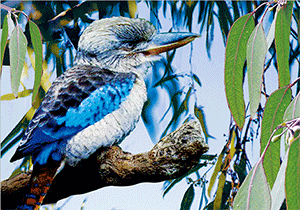 3D Postcard Aussie Themes Australian Animals Souvenir Group 3 - fair-dinkum-gifts