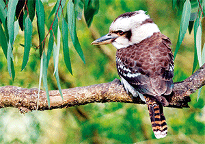 3D Postcard Aussie Themes Australian Animals Souvenir Group 3 - fair-dinkum-gifts