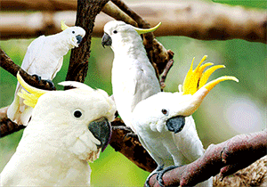 3D Postcard Aussie Themes Australian Animals Souvenir Group 3 - fair-dinkum-gifts