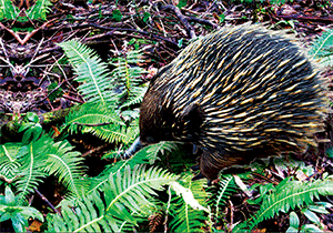 3D Postcard Aussie Themes Australian Animals Souvenir Group 1 - fair-dinkum-gifts