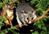 3D Postcard Aussie Themes Australian Animals Souvenir Group 1 - fair-dinkum-gifts