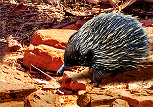 3D Postcard Aussie Themes Australian Animals Souvenir Group 1 - fair-dinkum-gifts