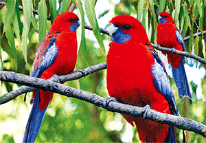 3D Postcard Aussie Themes Australian Animals Souvenir Group 1 - fair-dinkum-gifts