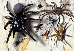 3D Postcard Aussie Themes Australian Animals Souvenir Group 1 - fair-dinkum-gifts