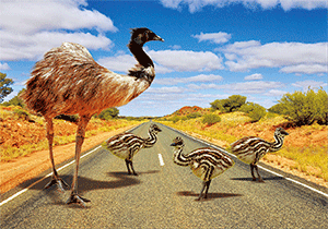 3D Postcard Aussie Themes Australian Animals Souvenir Group 1 - fair-dinkum-gifts
