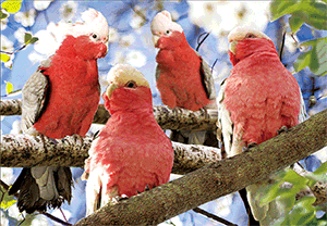 3D Postcard Aussie Themes Australian Animals Souvenir Group 1 - fair-dinkum-gifts