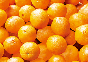 3D Postcard Aussie Themes Australian Animals Souvenir Group 1 - fair-dinkum-gifts