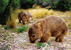 3D Postcard Aussie Themes Australian Animals Souvenir Group 1 - fair-dinkum-gifts