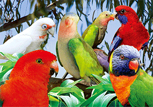 3D Postcard Aussie Themes Australian Animals Souvenir Group 1 - fair-dinkum-gifts