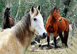 3D Postcard Aussie Themes Australian Animals Souvenir Group 1 - fair-dinkum-gifts