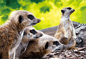 3D Postcard Aussie Themes Australian Animals Souvenir Group 1 - fair-dinkum-gifts