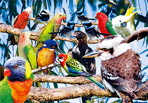 3D Postcard Aussie Themes Australian Animals Souvenir Group 1 - fair-dinkum-gifts