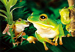 3D Postcard Aussie Themes Australian Animals Souvenir Group 1 - fair-dinkum-gifts