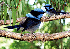 3D Postcard Aussie Themes Australian Animals Souvenir Group 1 - fair-dinkum-gifts