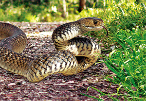 3D Postcard Aussie Themes Australian Animals Souvenir Group 1 - fair-dinkum-gifts