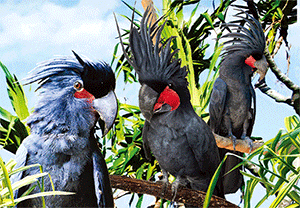 3D Postcard Aussie Themes Australian Animals Souvenir Group 2 - fair-dinkum-gifts