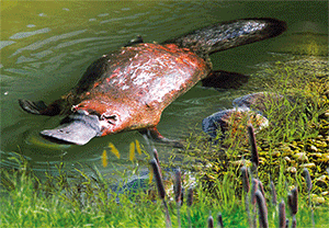 3D Postcard Aussie Themes Australian Animals Souvenir Group 1 - fair-dinkum-gifts