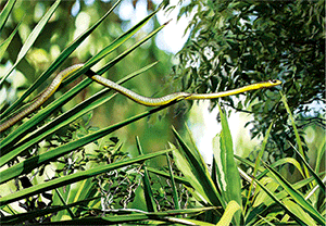 3D Postcard Aussie Themes Australian Animals Souvenir Group 1 - fair-dinkum-gifts