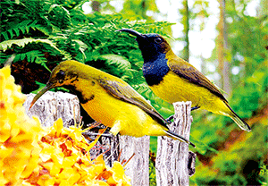 3D Postcard Aussie Themes Australian Animals Souvenir Group 1 - fair-dinkum-gifts