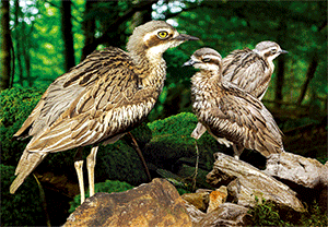 3D Postcard Aussie Themes Australian Animals Souvenir Group 1