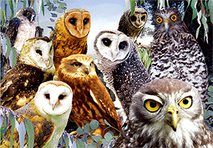 3D Postcard Aussie Themes Australian Animals Souvenir Group 1 - fair-dinkum-gifts