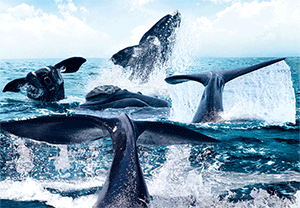 3D Postcard Aussie Themes Australian Animals Souvenir Group 3 - fair-dinkum-gifts