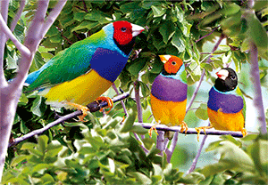 3D Postcard Aussie Themes Australian Animals Souvenir Group 1 - fair-dinkum-gifts