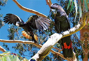 3D Postcard Aussie Themes Australian Animals Souvenir Group 1 - fair-dinkum-gifts