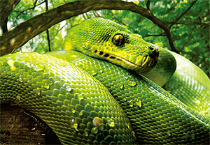 3D Postcard Aussie Themes Australian Animals Souvenir Group 1 - fair-dinkum-gifts