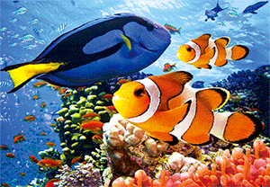 3D Postcard Aussie Themes Australian Animals Souvenir Group 3 - fair-dinkum-gifts