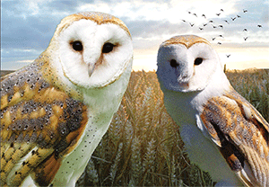 3D Postcard Aussie Themes Australian Animals Souvenir Group 1 - fair-dinkum-gifts