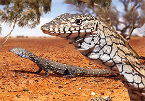 3D Postcard Aussie Themes Australian Animals Souvenir Group 3 - fair-dinkum-gifts