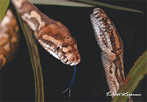 3D Postcard Aussie Themes Australian Animals Souvenir Group 1 - fair-dinkum-gifts