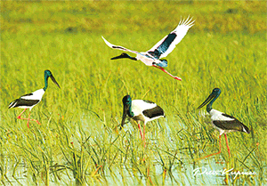 3D Postcard Aussie Themes Australian Animals Souvenir Group 1 - fair-dinkum-gifts