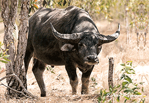 3D Placemat Australian Animals/Themes